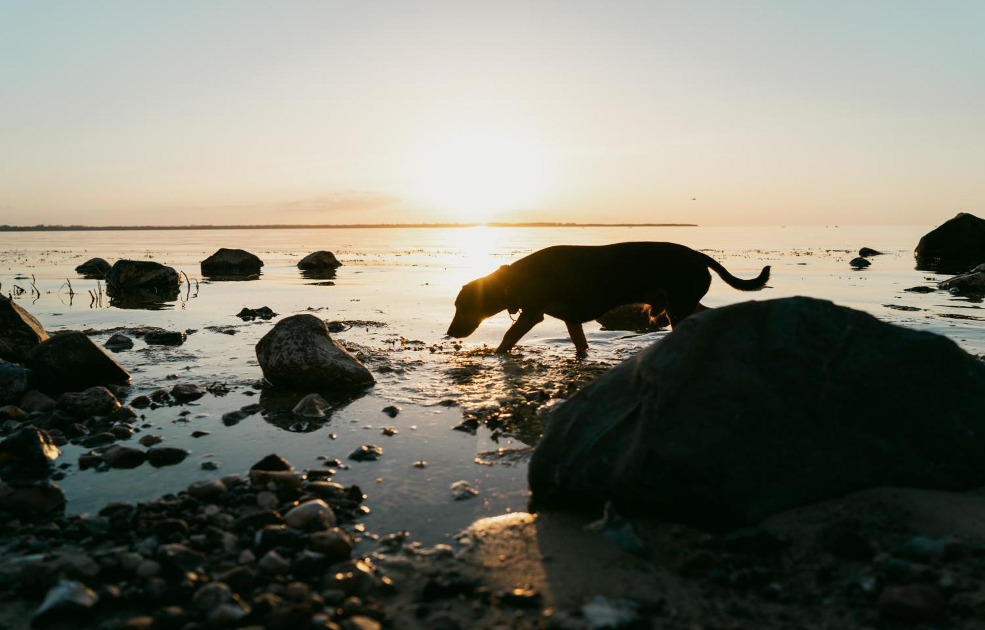 Tallskog - Dein Apartment Am Naturstrand Hohen Wieschendorf Hohenkirchen  Exteriör bild